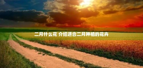 二月什么花 介绍适合二月种植的花卉